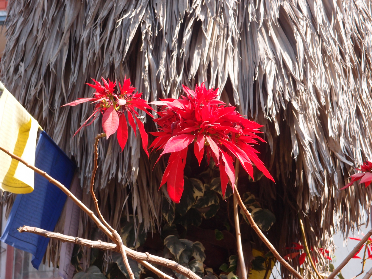 2018-01-21 13 Uhr - Rokpa Cafe (Audio + Foto) 